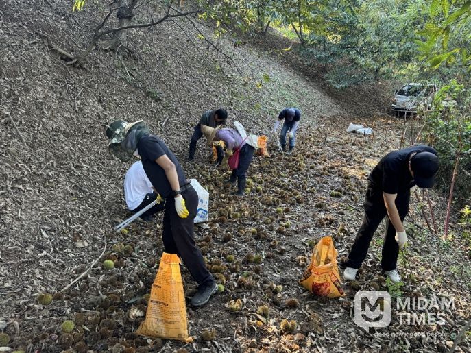 공주시, 가을철 알밤줍기
