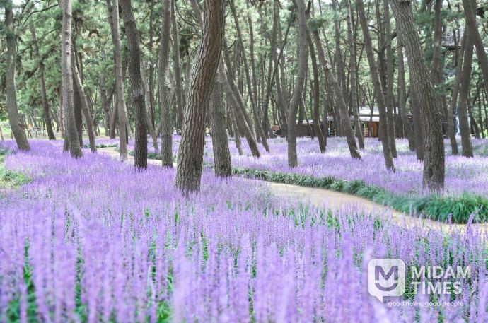 서천군 보랏빛 물결의 향연, 제3회 장항 맥문동 꽃 축제,