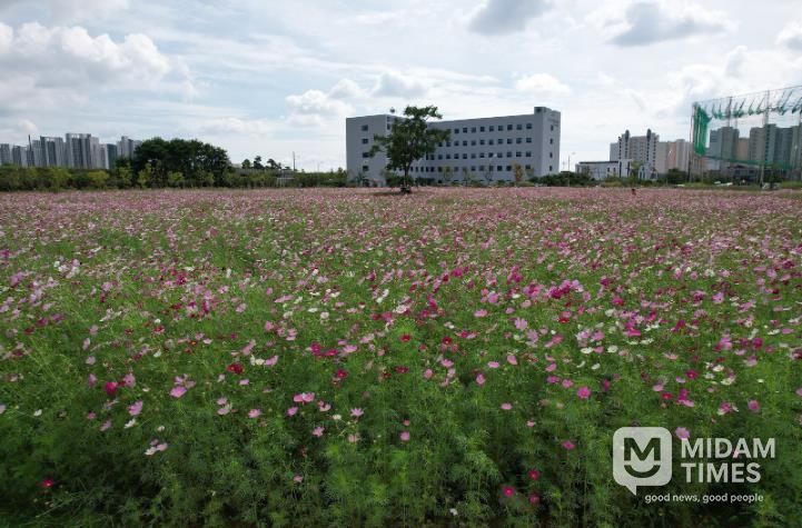 남악·오룡지구 유휴지에 조성된 코스모스 꽃밭