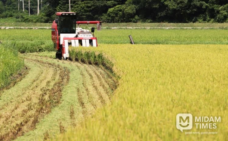 볏짚을 갈아넣기 위해 볏짚을 잘라내며 벼를 수확하고 있다.