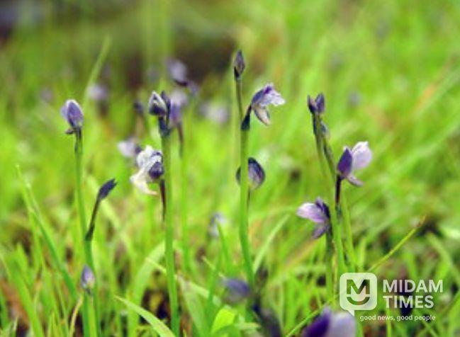 금정산 자연생태계 멸종위기식물(자주땅귀개)