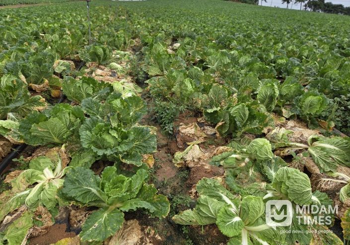 가을배추 병해충