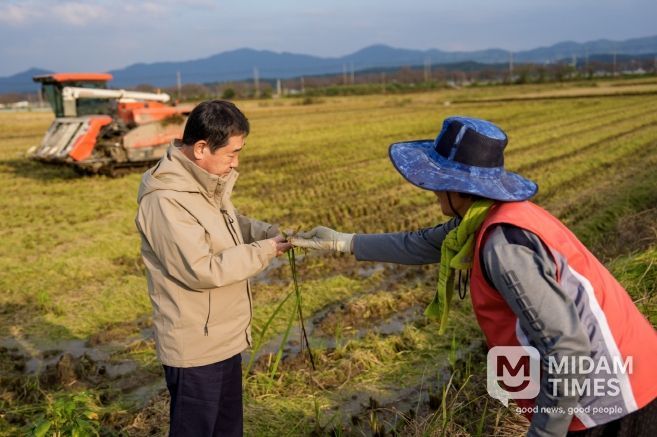 증평군 가을장마 피해 농가 방문(수발아 벼 살펴보는 이재영 군수)