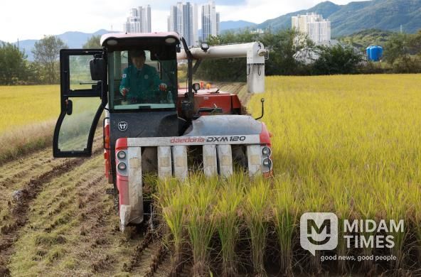 직접 콤바인 몰며 농민들과 현장 점검 하는 박영기 의장