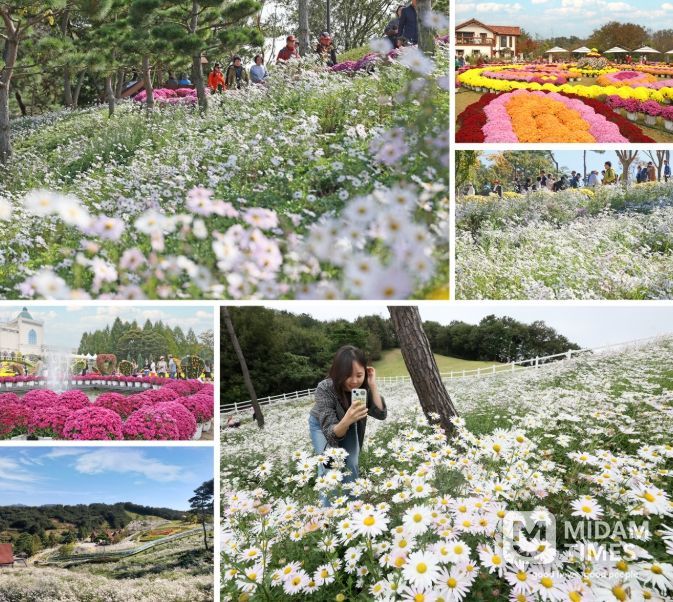 임실군, 국화와 구절초 등 만개