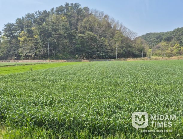 울진군, 맥류 종자 적기 파종 지도
