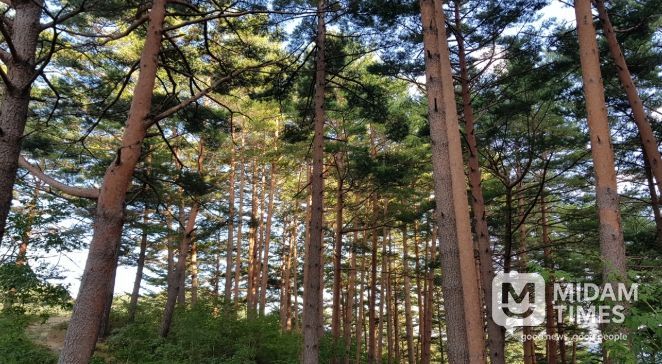 울진금강송 산지농업, FAO 세계중요농업유산 인증서 수여