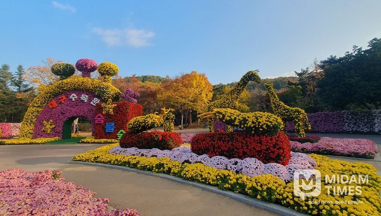 제24회 대구수목원 국화전시회