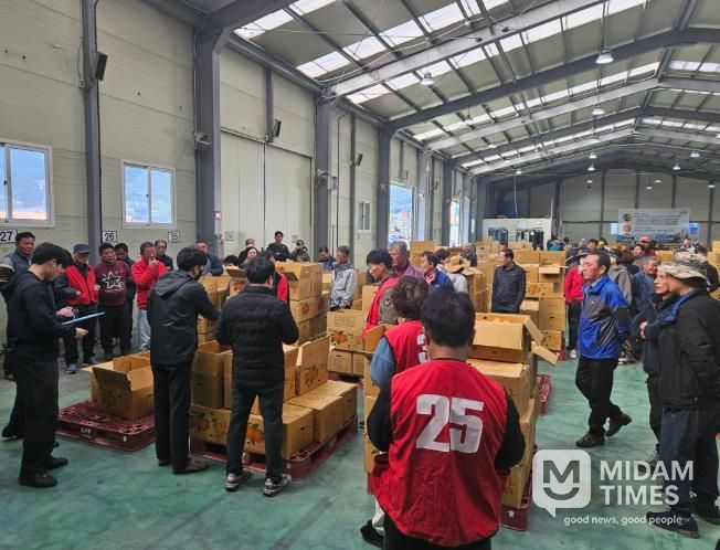 산청군, 곶감 원료감 고종시 경매 실시