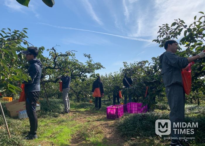 스마트농업과 단감 수확 일손돕기