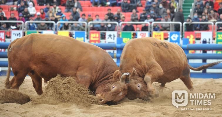 2025년 청도군 전국 민속 소싸움대회 개최