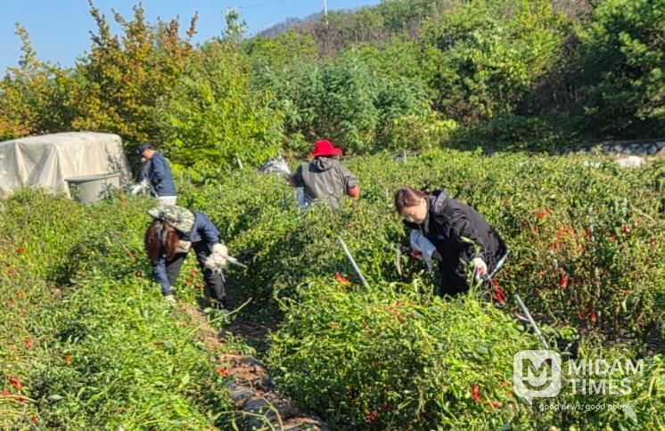 영덕군 농업정책과 직원들이 농촌 일손 돕기 봉사활동을 펼치고 있다.