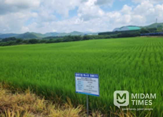강원도 홍천의 ‘주향미’ 재배단지 전경