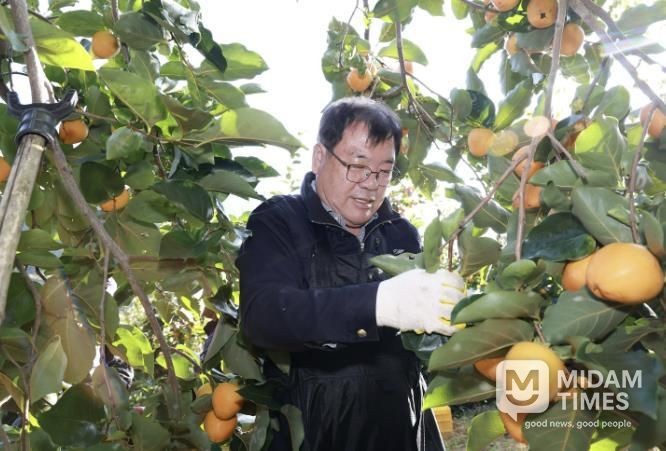 산청군, 농촌 일손 돕기 '구슬땀'