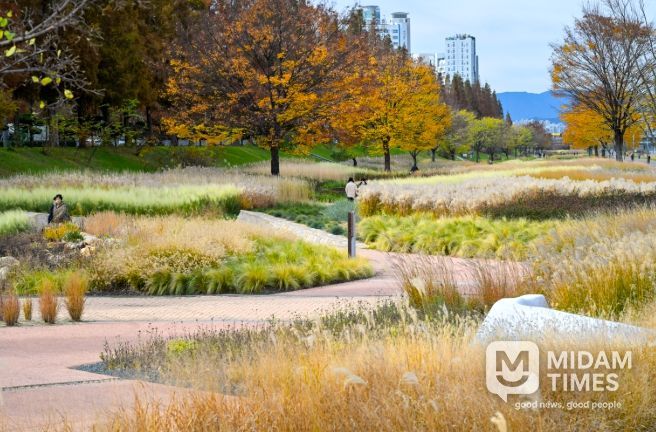 태화강그라스정원, 가을빛을 머금다