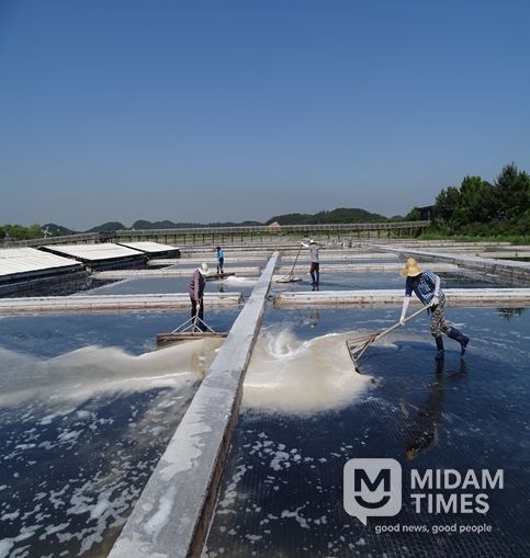 천일염 채취