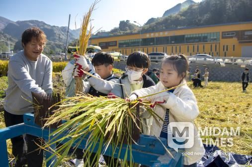 울릉군, 전통 벼 수확 체험행사 성공적으로 마쳐
