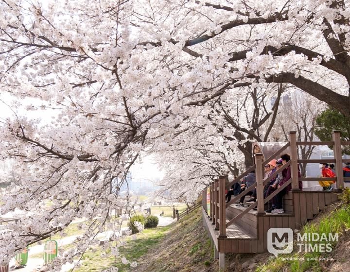 중랑천변 벚꽃길