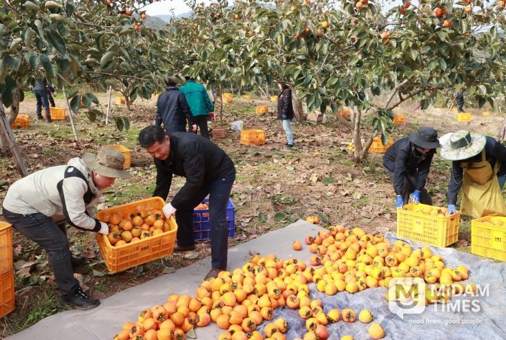 의령군 공무원 농촌 일손돕기