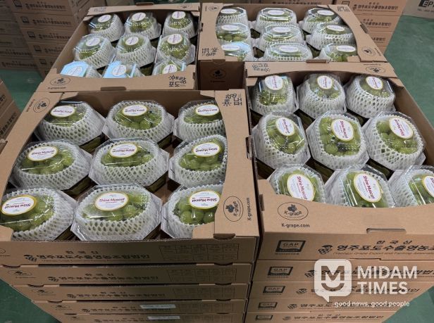 대만으로 수출되는 영주산 샤인머스캣