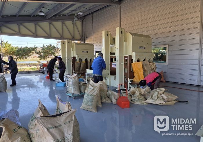 영천시 농기계임대사업소 서부본소에서 콩 정선기를 이용하고 있는 농업인들