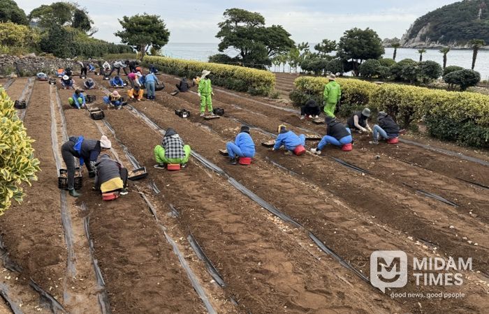 거제시, 수선화 3만구 추가 식재로 공곶이에 자연의 아름다움 더해