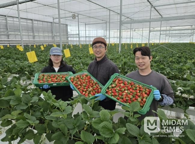 경북도 내 첫 수출 스타트, 상주 딸기 베리굿!
