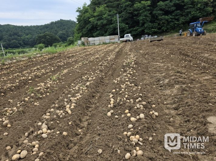 내년에 파종할 씨감자 보급종 신청하세요
