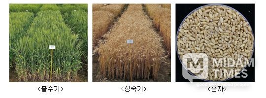 ‘이룸’ 품종 사진