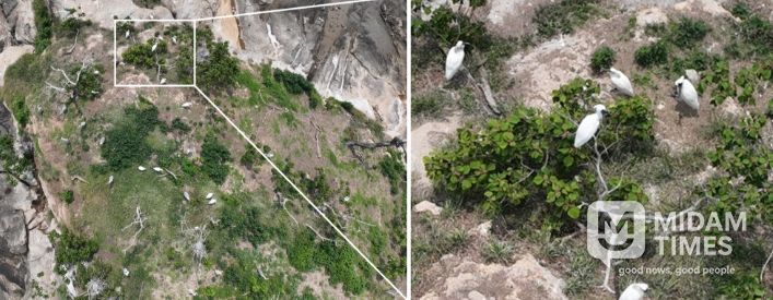 순천만, 멸종위기 저어새 번식 첫 확인