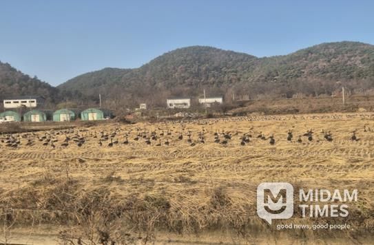 화포천 인근 철새 도래