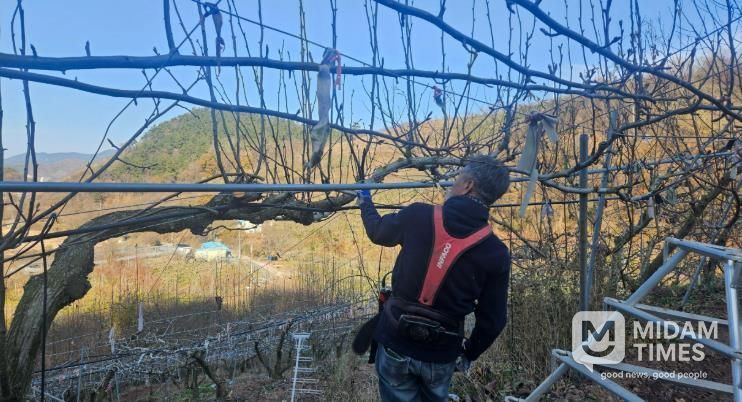 진주시, 겨울철 과원 관리 철저 당부