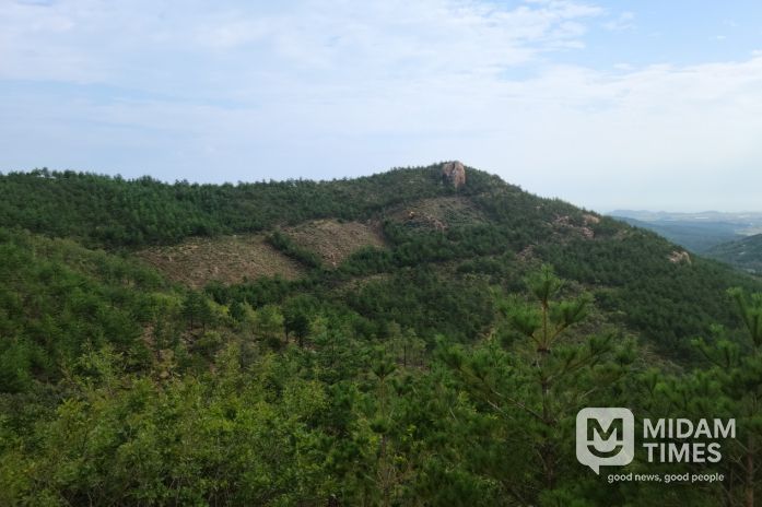 내화수림 조성 후