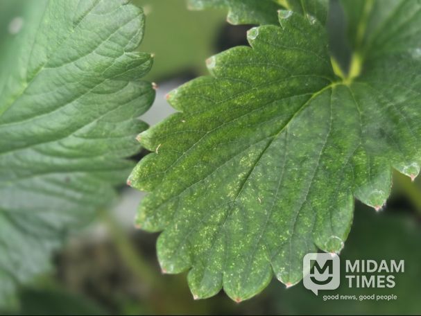 점박이응애 피해를 본 딸기잎(노란 반점)