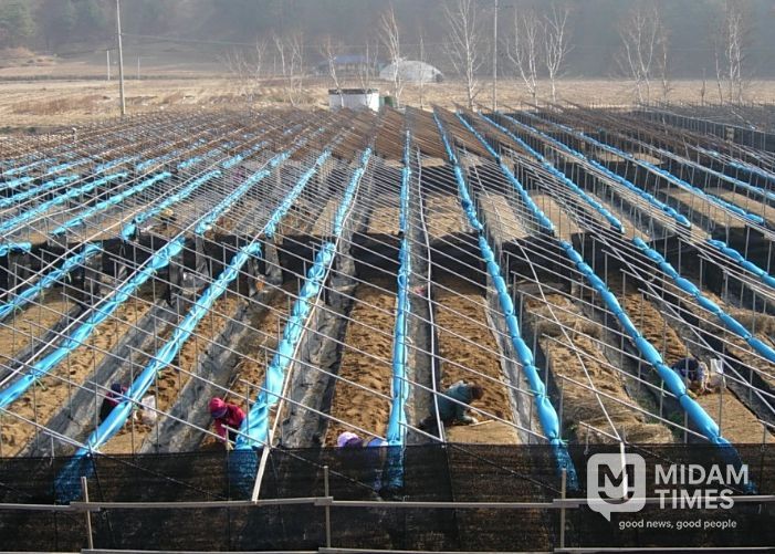 눈이 쌓이지 않도록 차광망을 말아놓은 인삼밭
