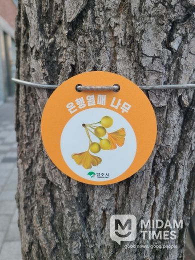 은행나무 관리를 위한 ‘열매 표찰’ 설치 모습