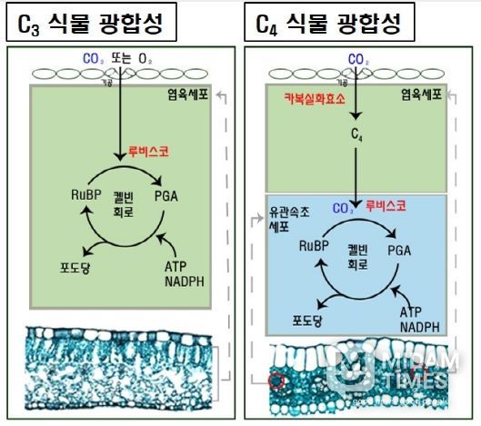 C3와 C4 식물의 광합성 경로 차이 모식도