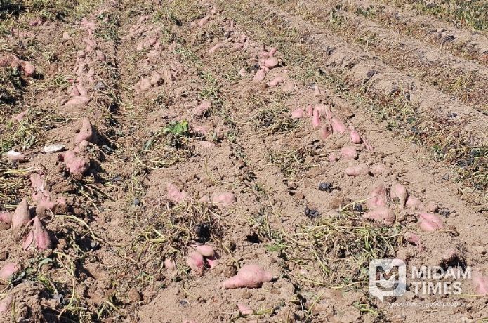 가공용 고구마 '다원미'