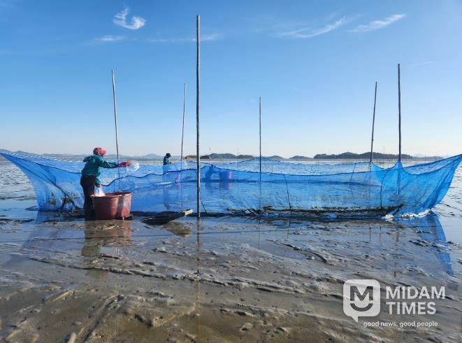 가리맛조개 종자, 살포 사진