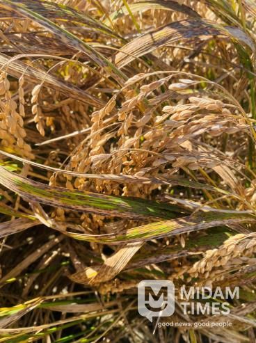 벼 깨씨무늬병 피해 사진