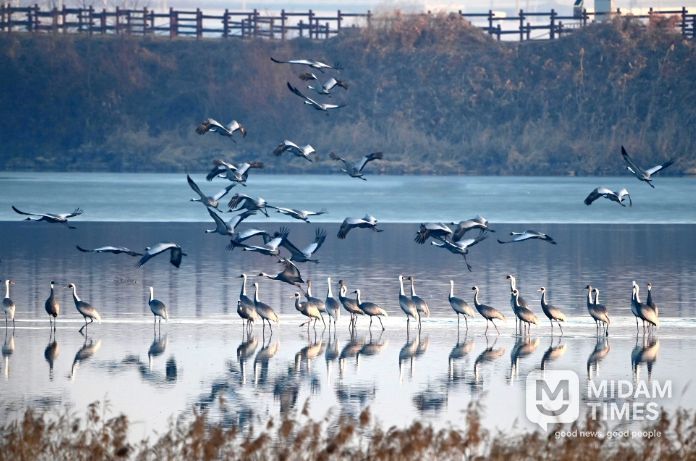 주남저수지 갈대섬 인근에서 재두루미가 쉬고 있다.