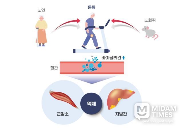 운동을 통해 분비된 바이글리칸(Biglycan)의 근육과 간 손상 개선효과 모식도