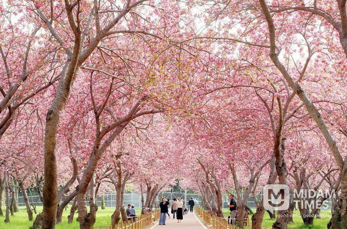 웅동벚꽃단지 전경