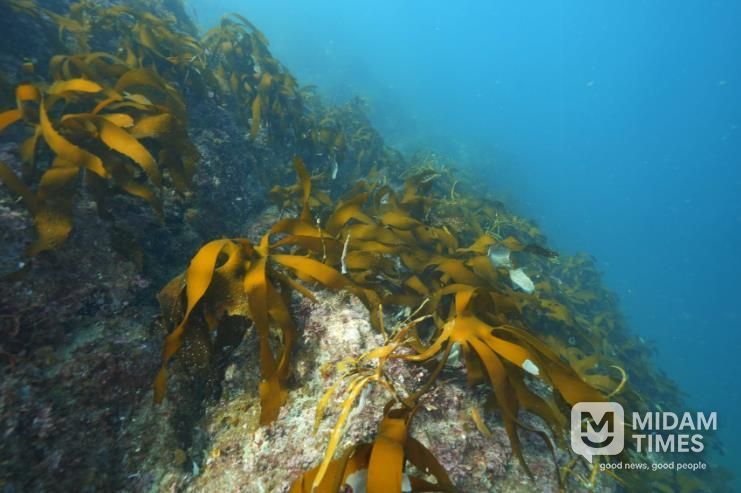 통영 욕지 도동, 2026년 바다숲 대상지 선정 1(국도 수심 5~10m)