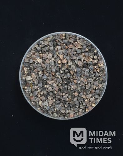 메밀(양절, 종자)