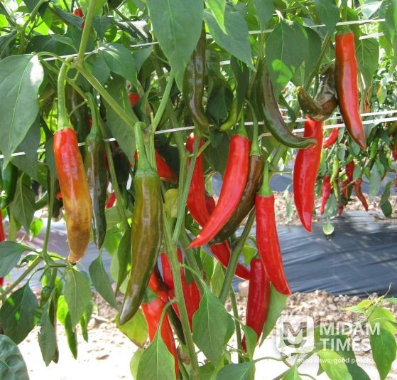 ‘수비초’등 재래종 고추 4품종, 인터넷 및 방문 접수 선착순 분양