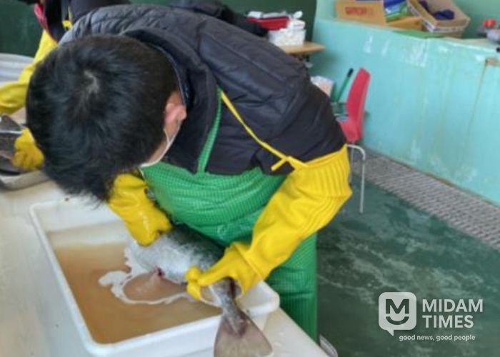 대구 채란 및 인공수정