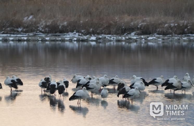 고창 해리천 황새-클로즈업.
