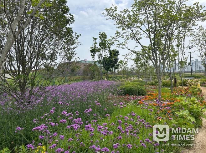 순천시 오천그린광장 내 ‘버들마편초’ 직영재배로 예산 절감