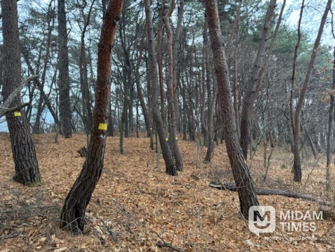 수종전환, 예방나무주사, 고사목 제거 등 다양한 방제 방법을 적용하여 소나무재선충병 확산 방지를 위한 작업이 진행되고 있는 현장 모습